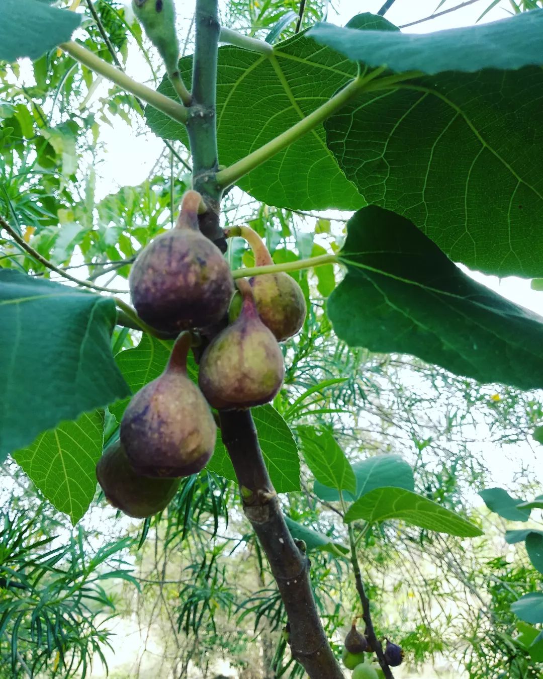 Anjeer/Fig